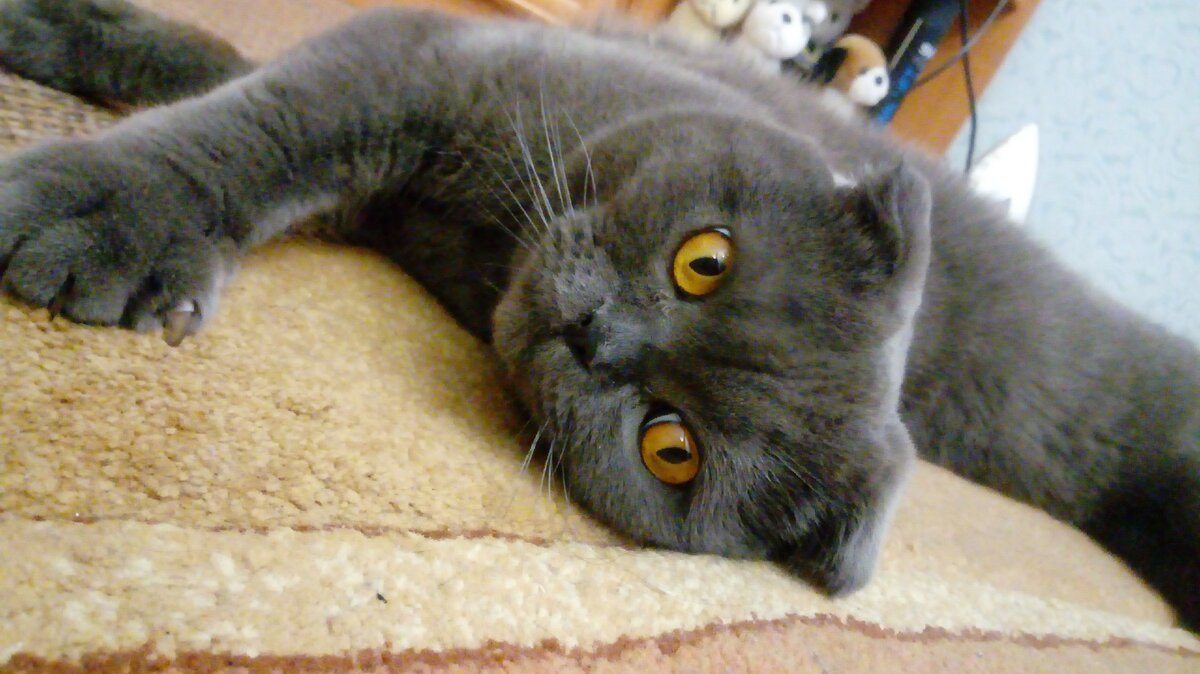 Тут ему 2,5 года...