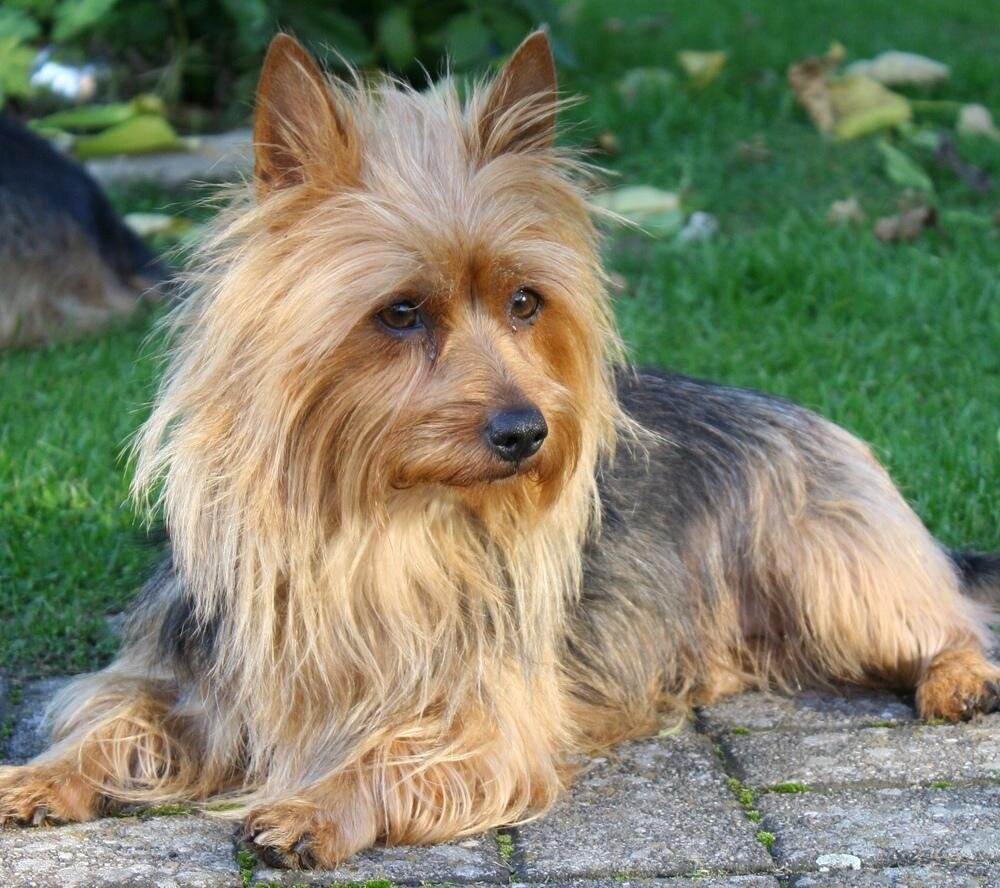 https://doggav.ru/wp-content/uploads/Australian-Terrier-Sad.jpg