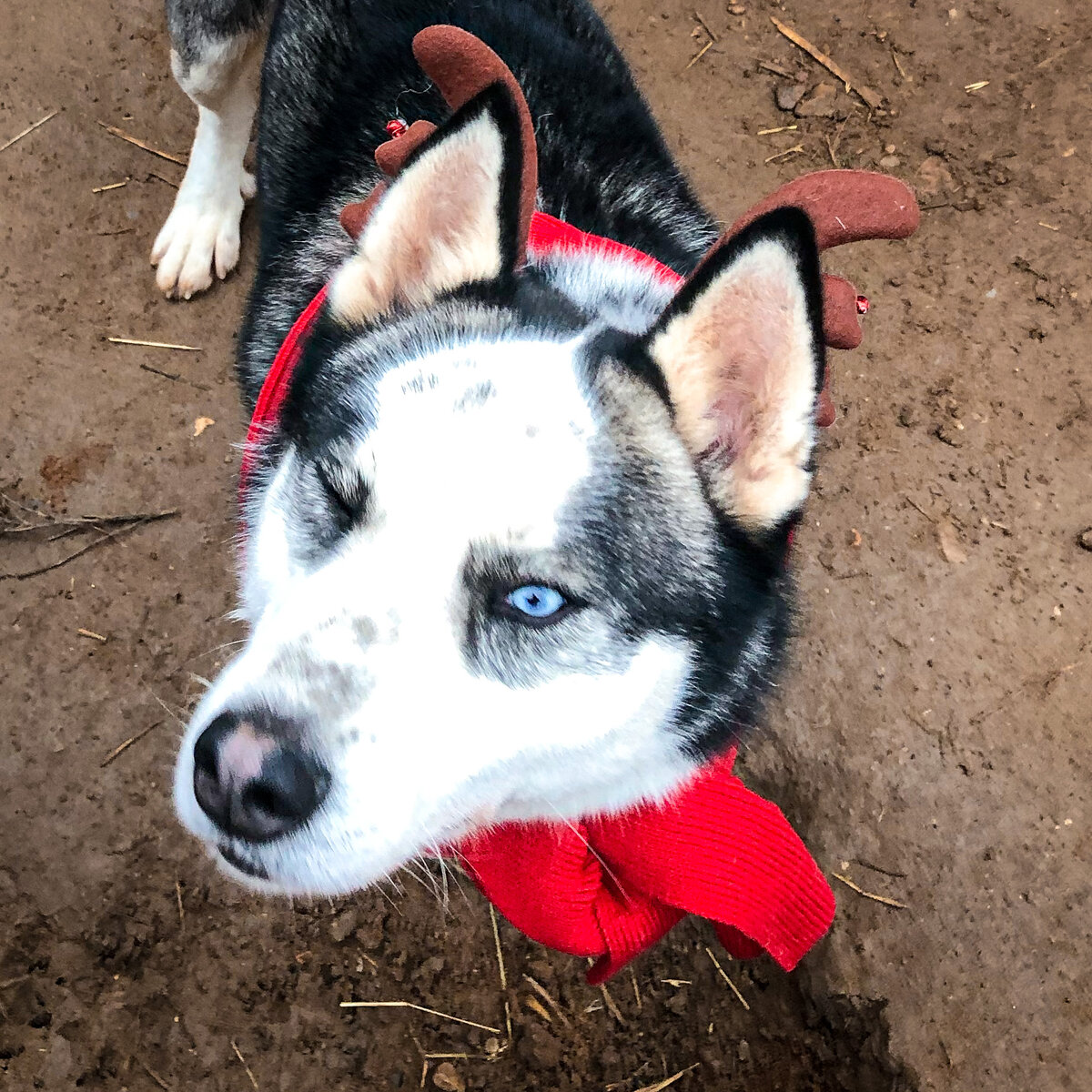 Новогодний песяо