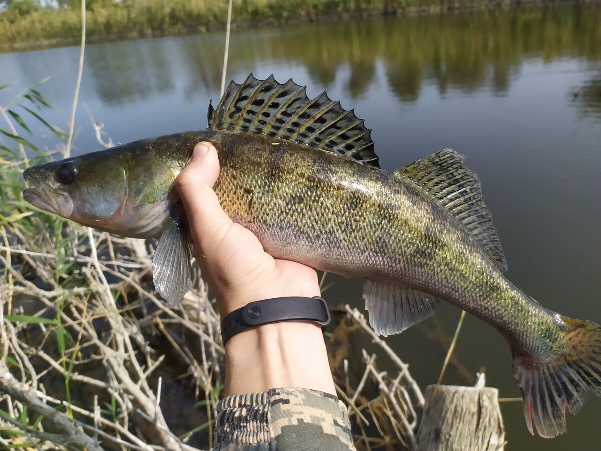На каждом водоеме расцветка судака может приятно отличаться