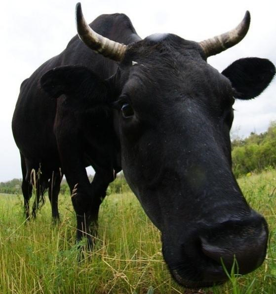 фото из открытого источника.