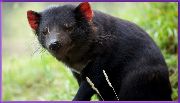 Чего уставились? Дьявола никогда не видели?