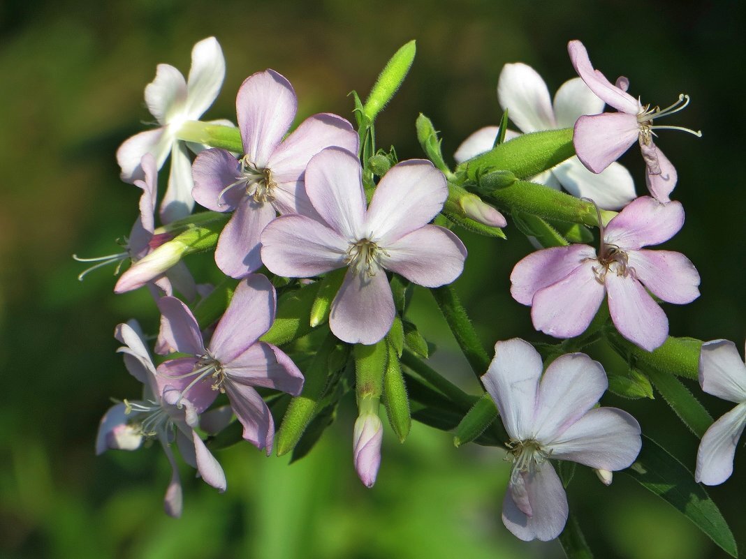 В современном цветоводстве этот цветок уже не выращивают. В основном он растет в деревнях и дачных поселках.