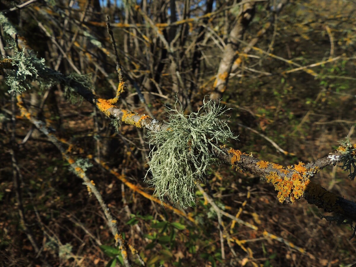 эверния сливовая (Evernia prunastri)