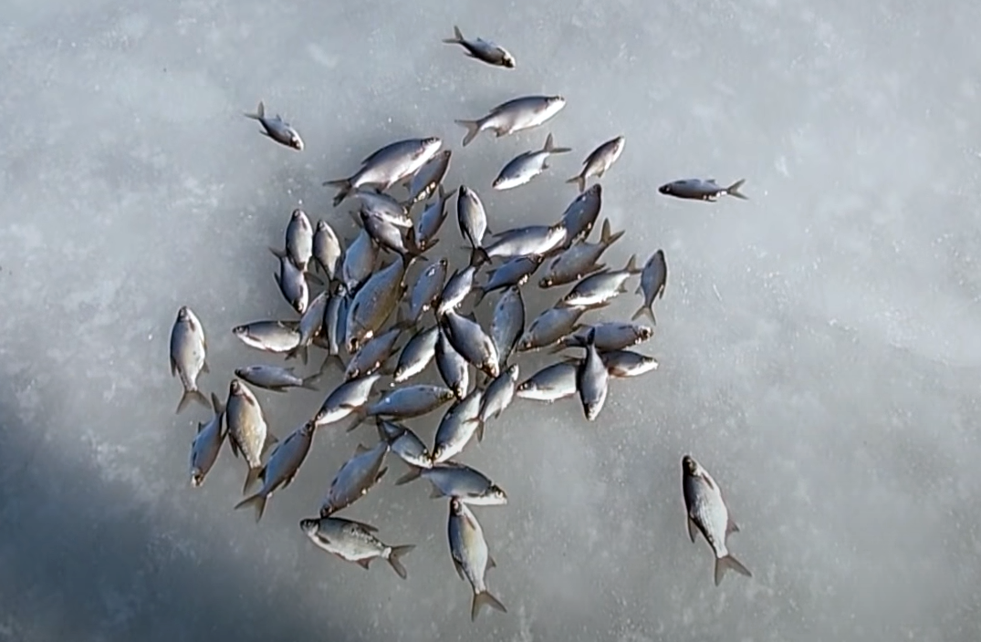 На болтушку можно запросто натаскать плотвы, густеры, красноперки, подлещиков