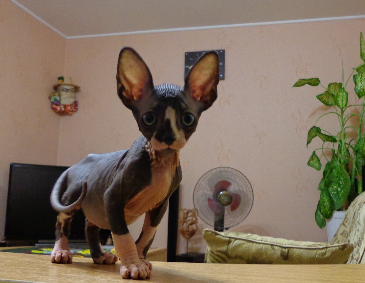                                                        На фото: наш новый член семьи