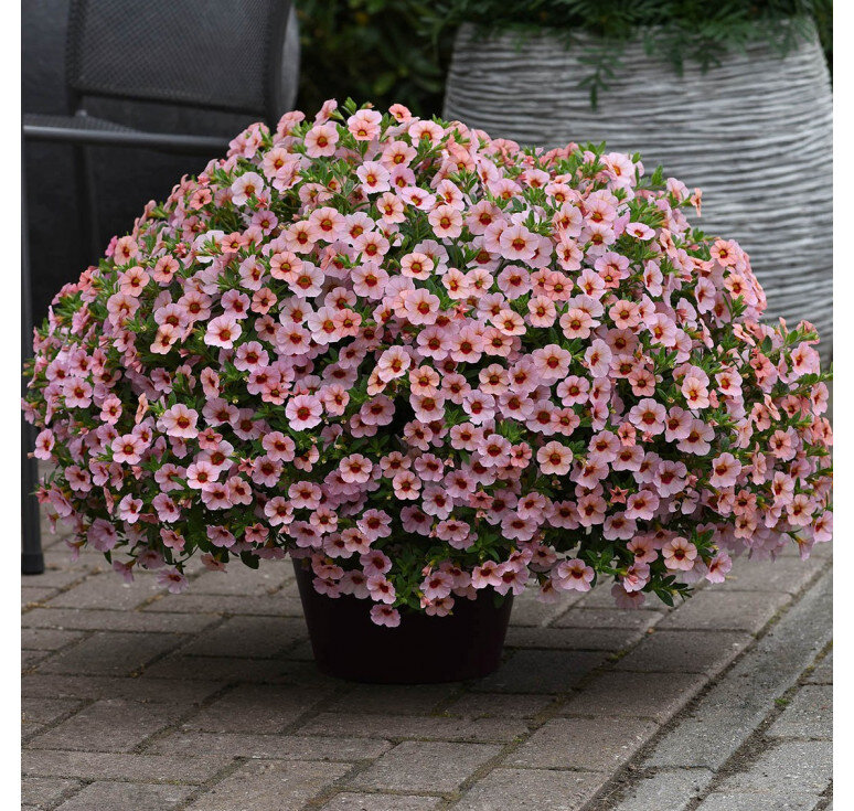 Фото из Интернета, листайте