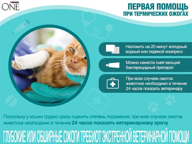 Лечить ожоги собак. AJOG jivotnix. Лечение ожогов у животных.