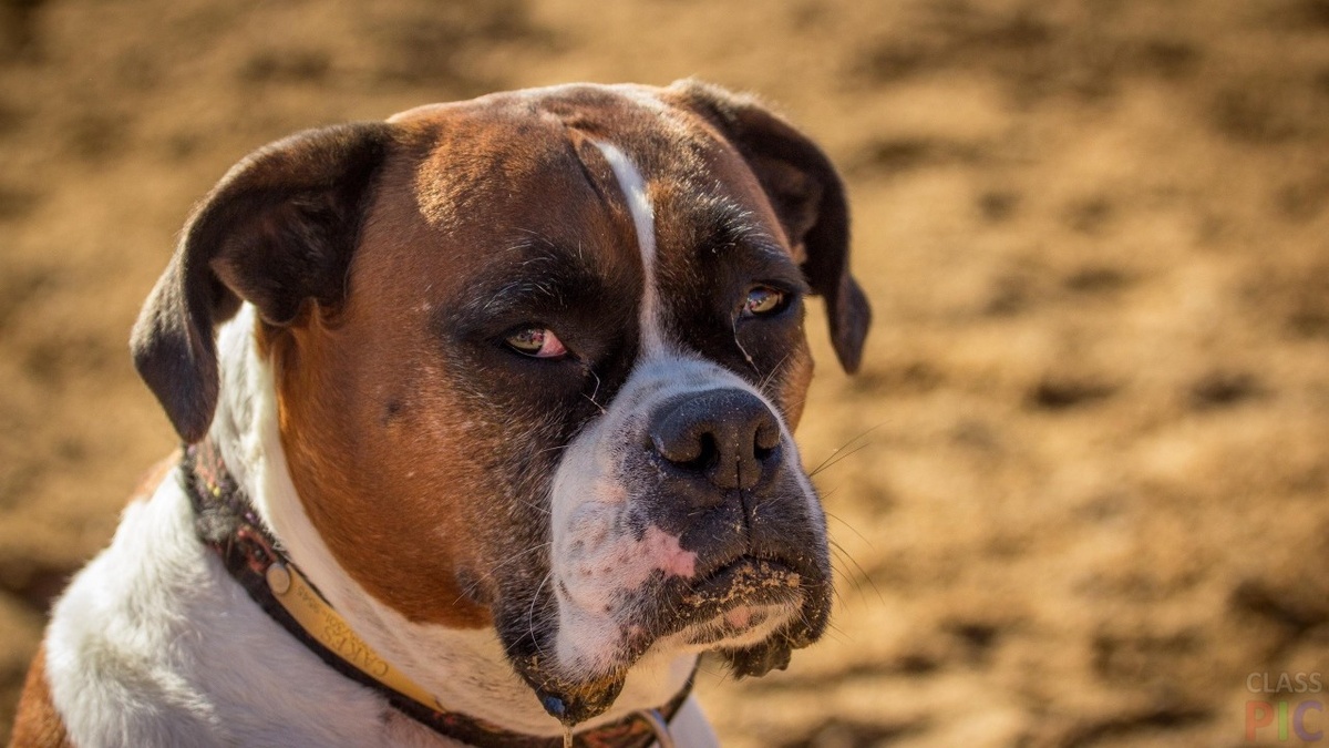 Бакса нашли на поле...