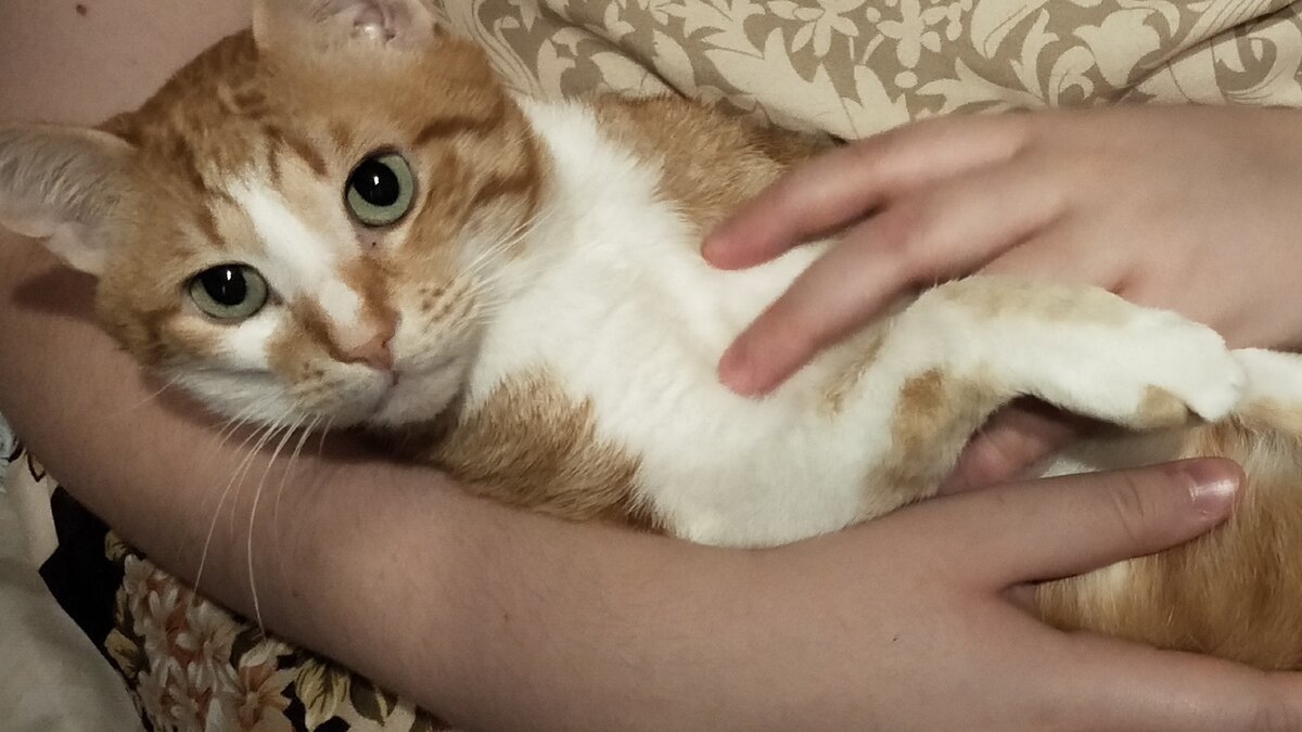 Хатик-рыжий кот с собачьим именем.