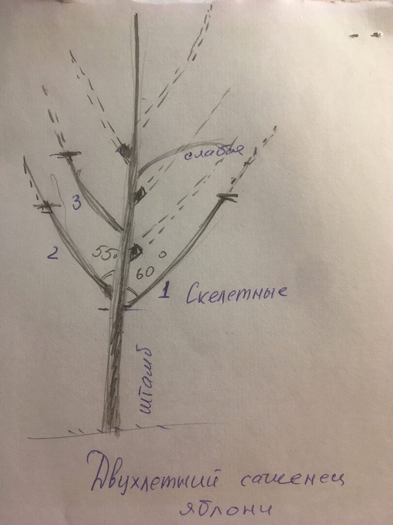 Формирование яблони