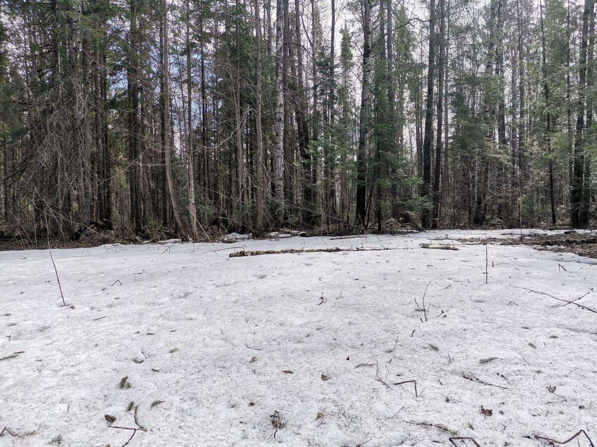 Вокруг дачи лес...