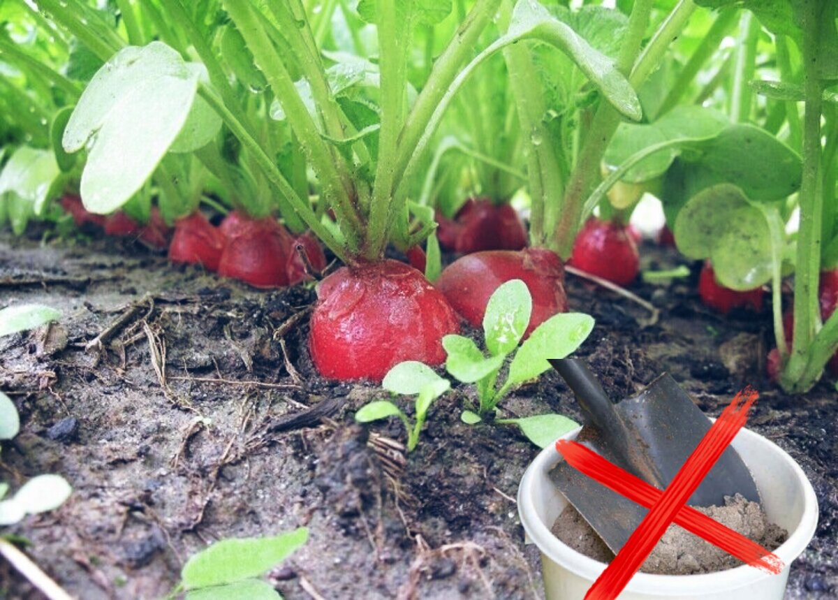 Редис на грядке. Редиска растет. Сеем редис. Урожай редиса. Редиска в теплице.