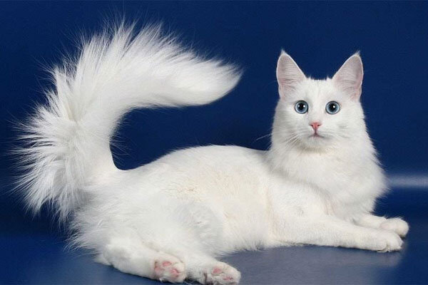 3. Сиамская кошка: