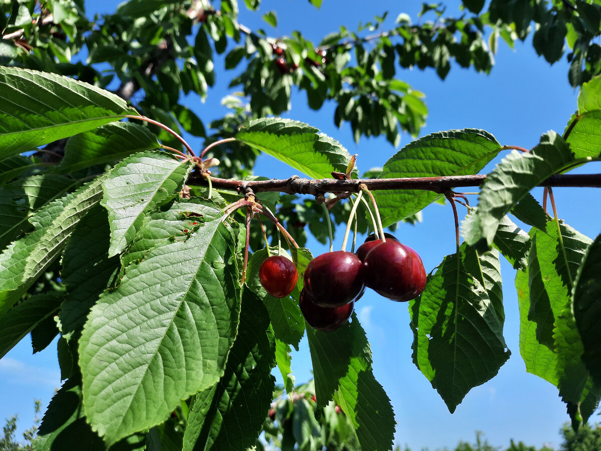 Какая вишня лучше