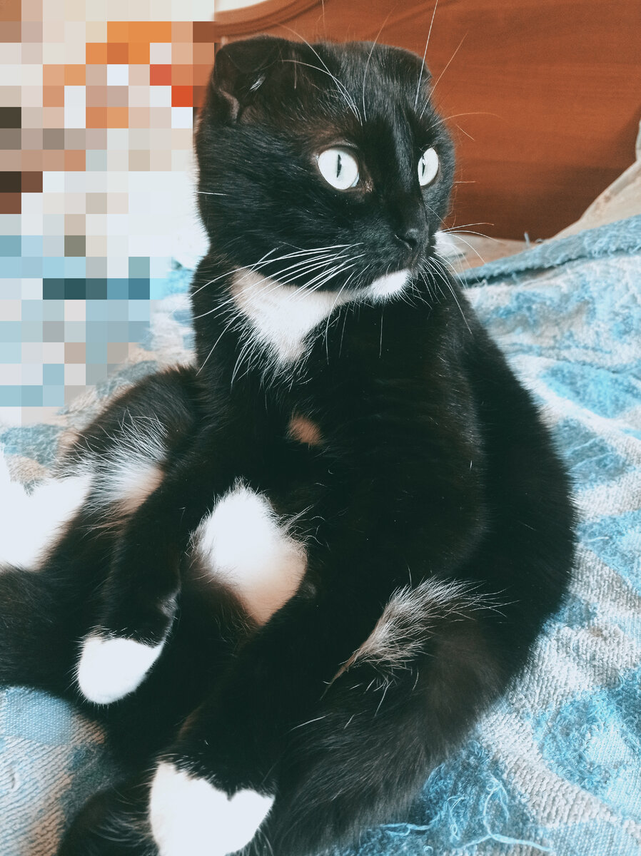 Сурен, который просто хочет мяу-мяу-мяу