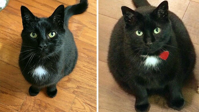 разница между фото здорового и больного кота - 2 недели...