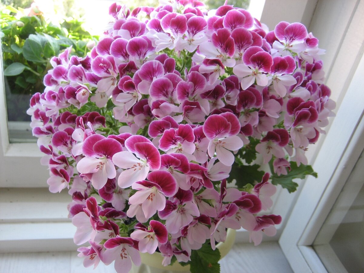 Пеларгония PAC Angeleyes Bicolor.  Фото Валентины Воликовой 