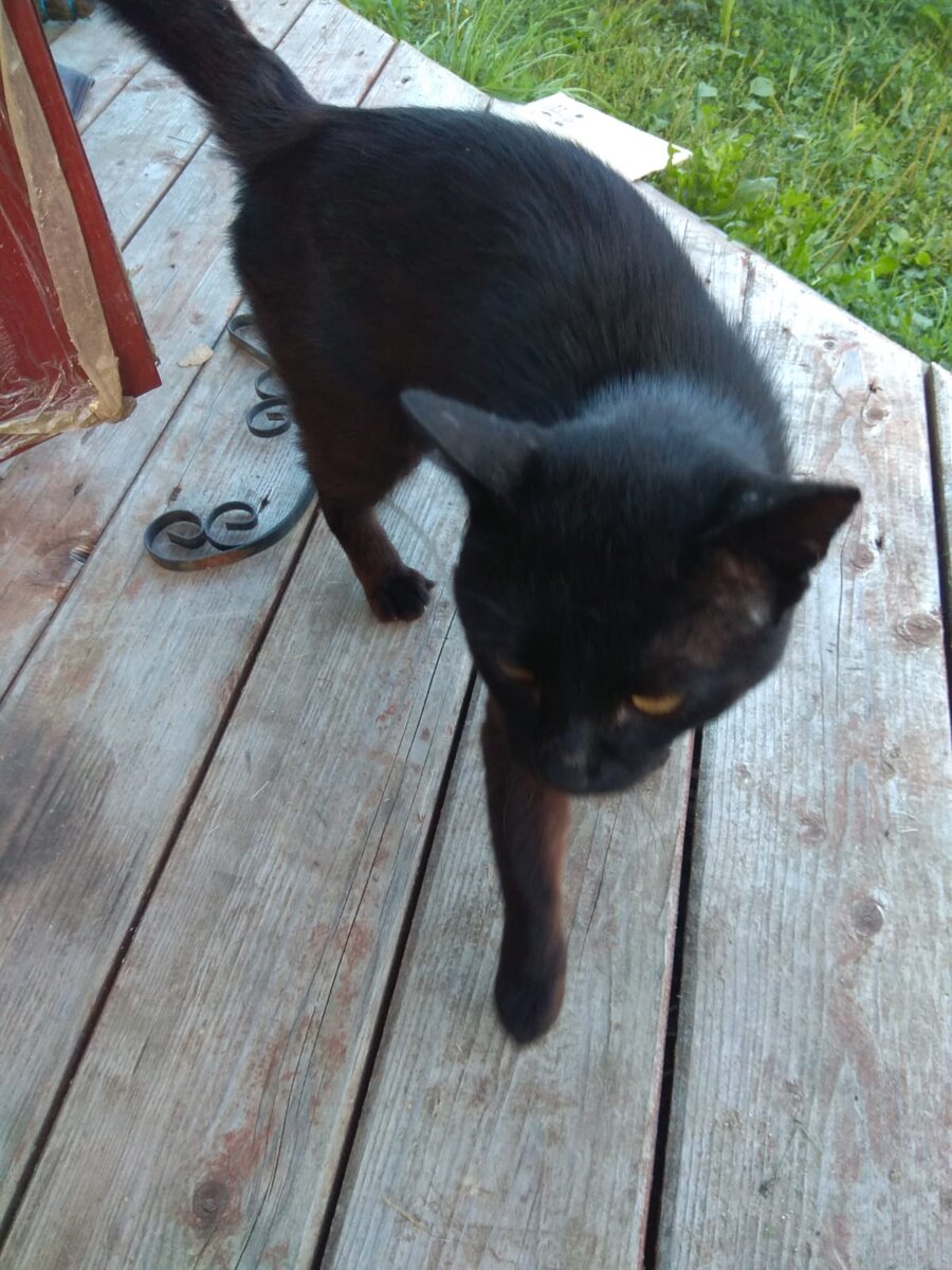 Мы его зовем "Афрокэт"