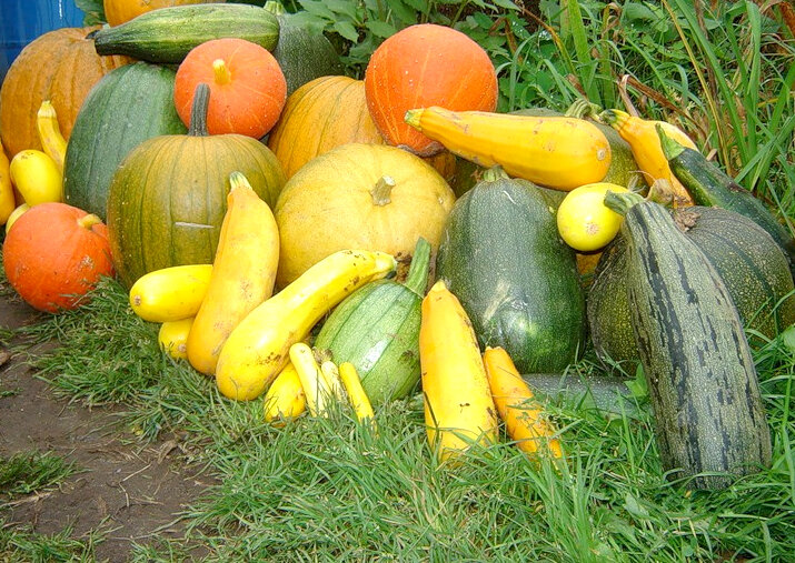 Советы опытных садоводов