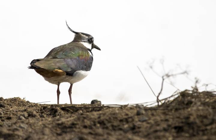 Фото: Telegram / Городское хозяйство Москвы 