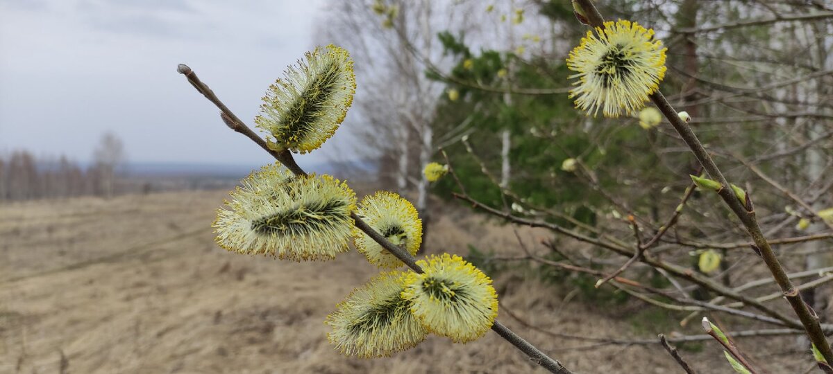 Когда ещё не..., но уже вот-вот... Фото автора