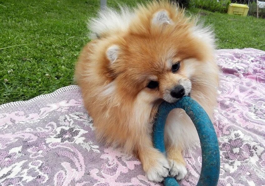 Создайте щенку безопасное пространство без электрических проводов и открытых балконов