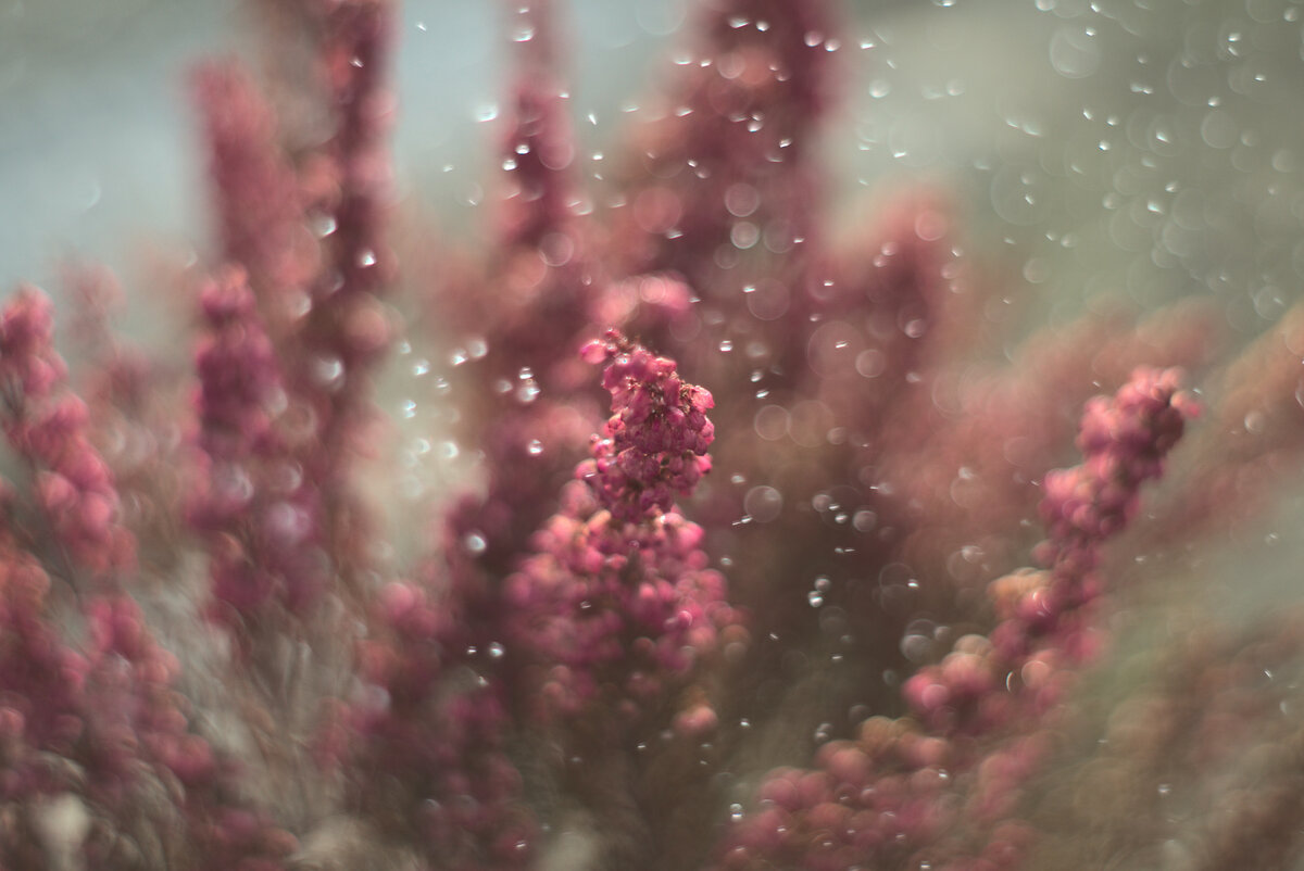 Свежесть и чистота)