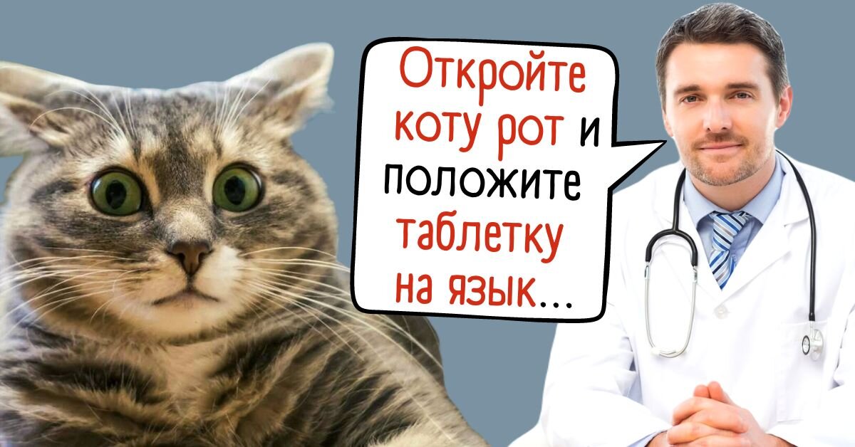 Дай кота