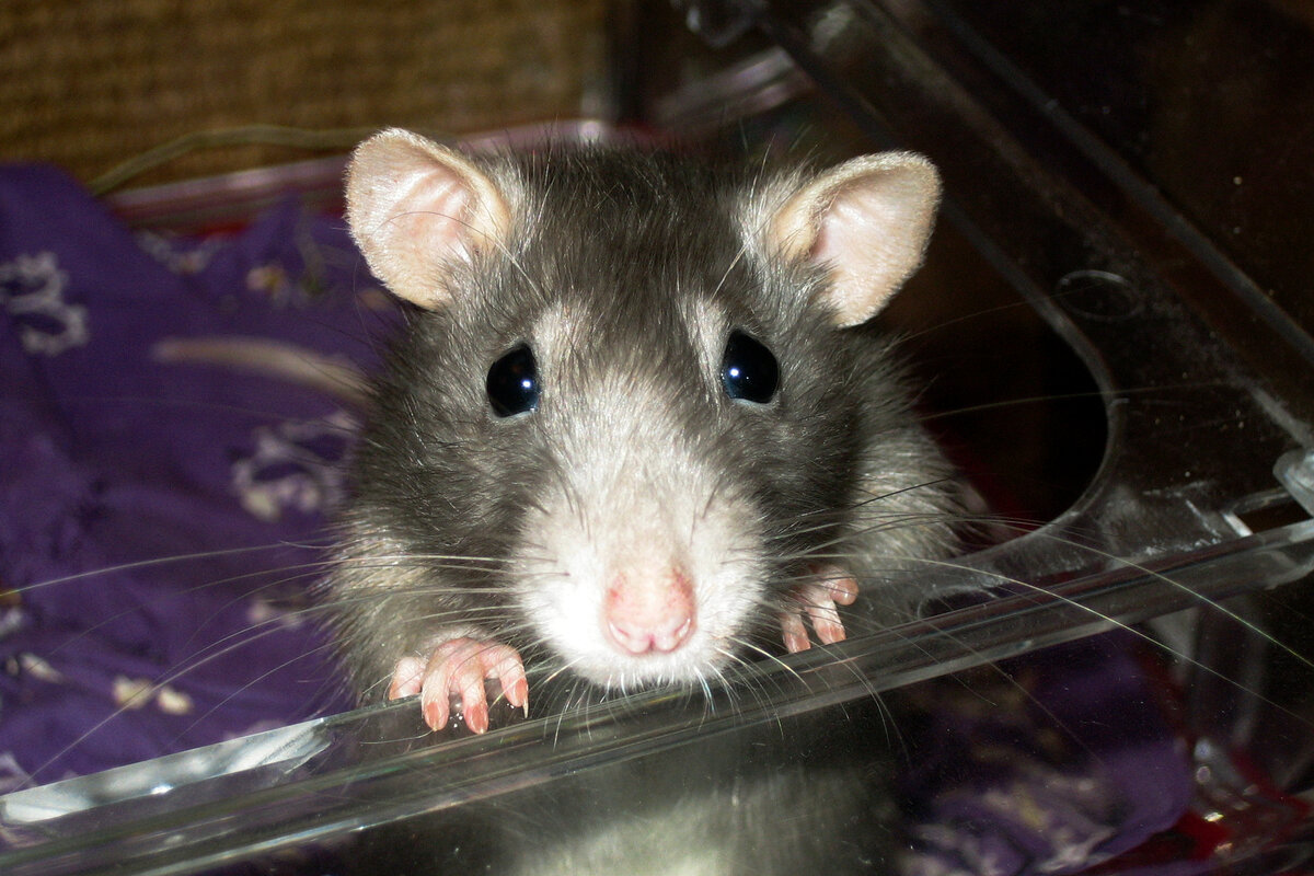 10 крыс. 10 крыс. 10 крыс. 10 крыс. крысы мертвого дома.