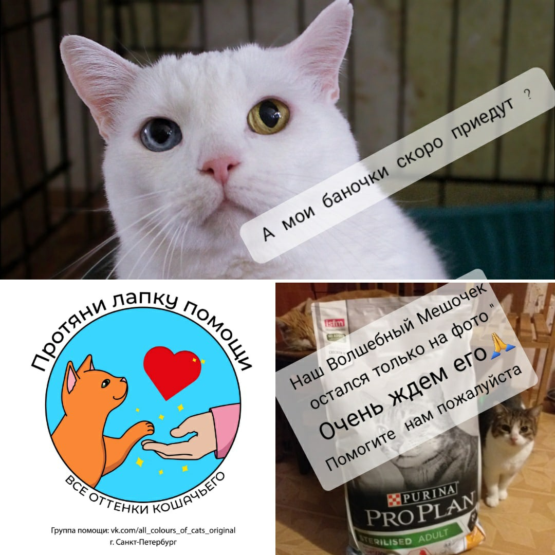 © ВСЕ ОТТЕНКИ КОШАЧЬЕГО 