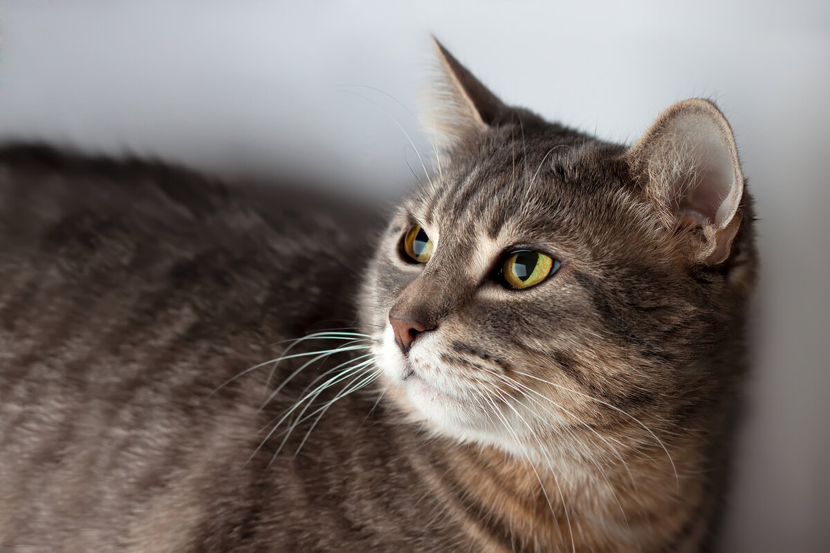 Чего на самом деле боятся кошки: 8 распространённых страхов и фобий питомцев