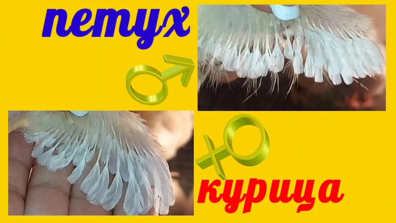 Петушок или курица??