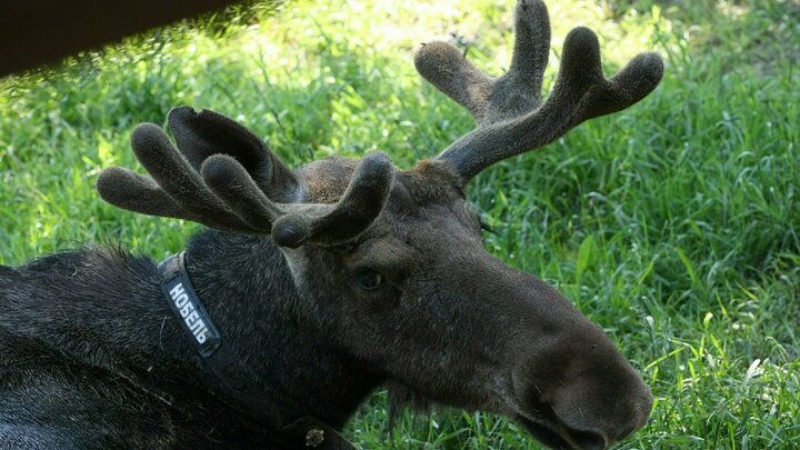 ФОТО: ZAMIR USMANOV/GLOBALLOOKPRESS