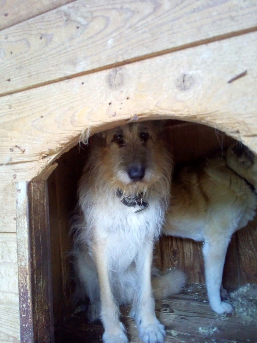 Бездомные собаки - наша общая беда...