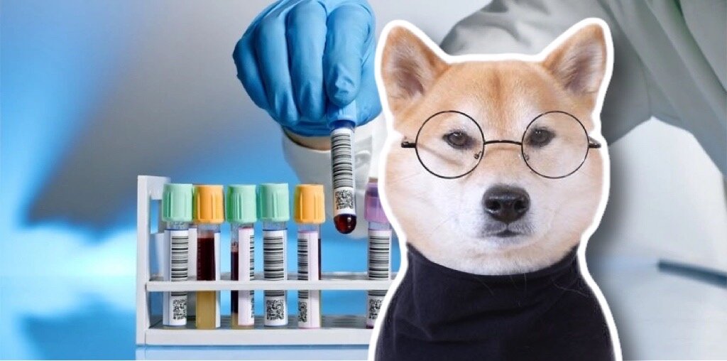 Что вы знаете об общем анализе крови?

Мы подготовили для вас инструкции о биохимическом исследовании крови кошек и собак.