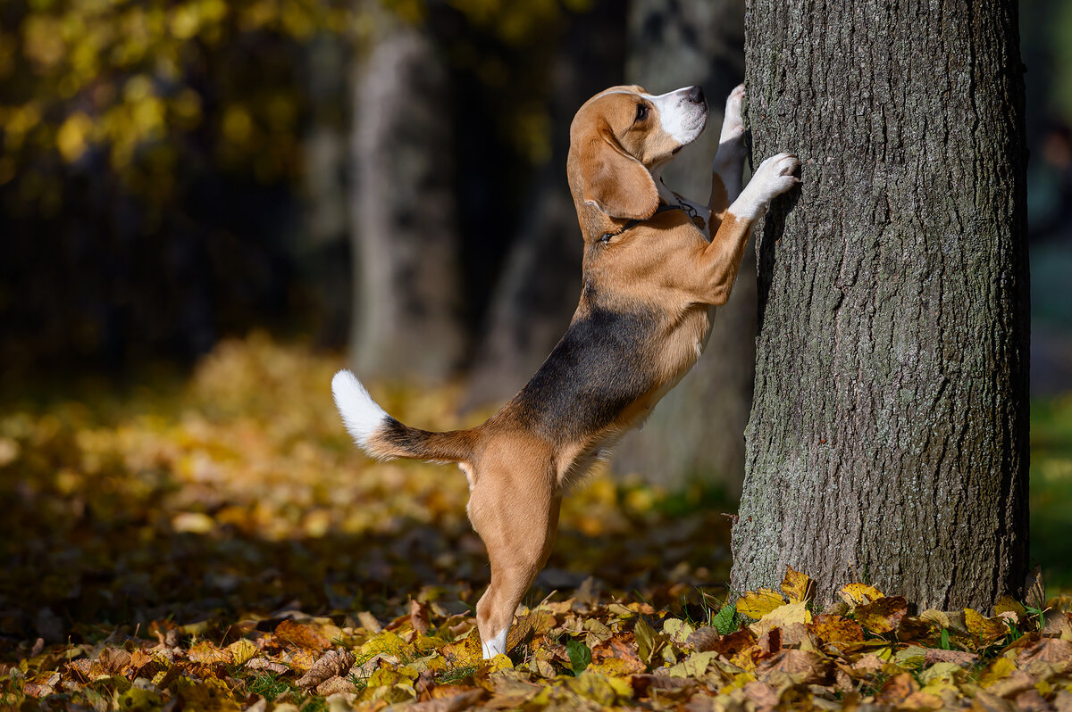 на фото осенняя Мэлли