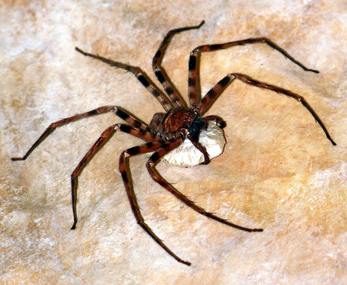 Гетеропод максима: Самый крупный в мире паук живёт во мрачных пещерах на краю света. Прямо как в фильмах!