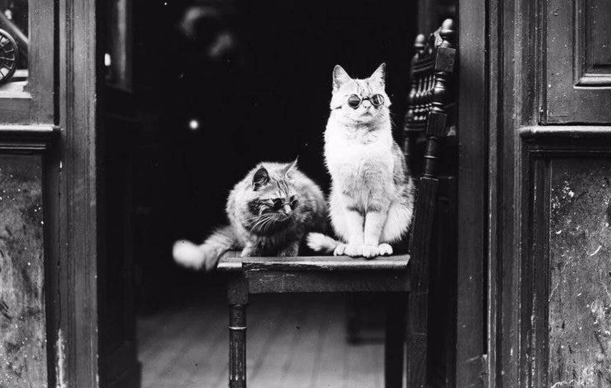 На этом снимке коты в очках рекламируют салон оптики. Париж, 1925 год.