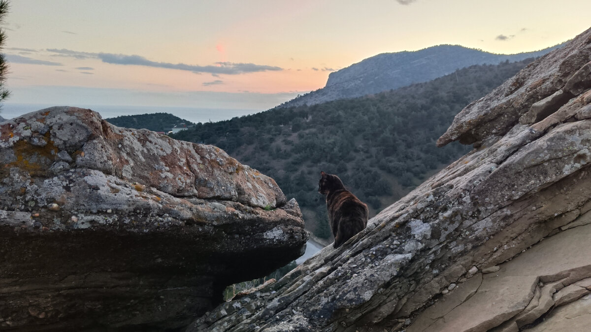 Самая Преданная Кошка . Моя кошка пошла со мной в Горы далеко от дома Где  вы такое видели??? | КРЫМ НА ЛАДОНИ Виталий Гнатюк | Дзен