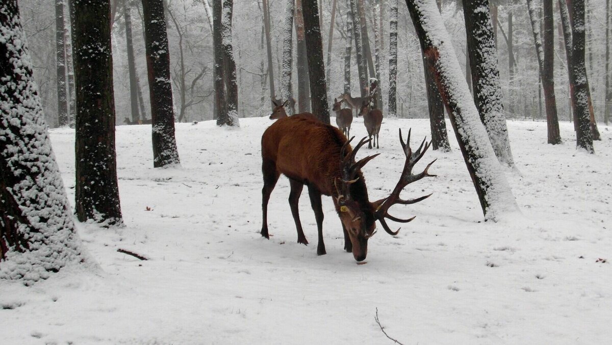     В Дальнегорском городском округе задержали охотника с ружьём — первого после недавнего введения запрета. Сотрудники службы госохотнадзора поделились результатами патрулирования.