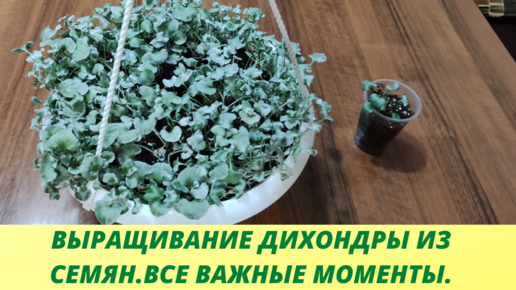 Как вырастить из одного сеянца огромный куст дихондры. Выращиваю ...