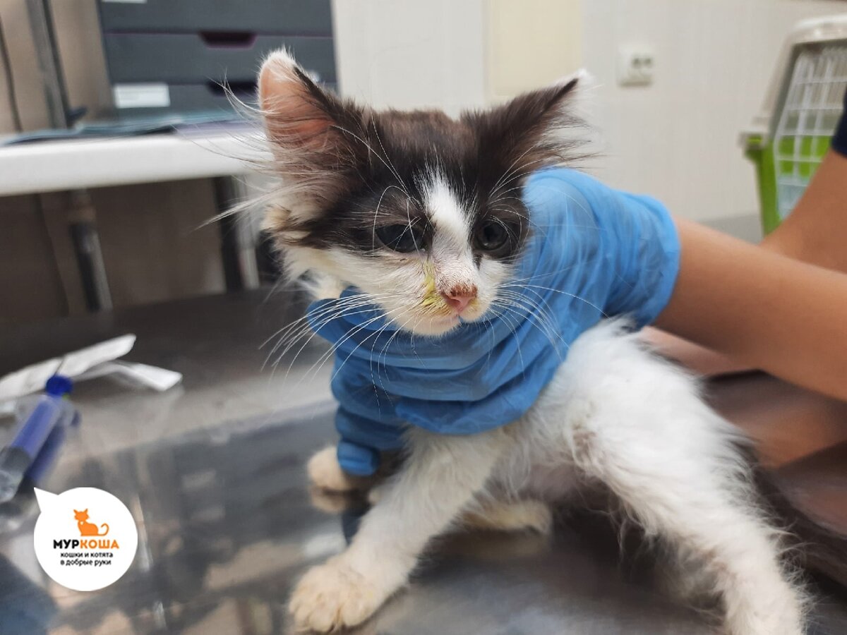 Результат пребывания в переполненной животными квартире