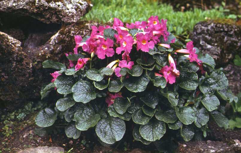 Инкарвиллея Майра (Incarvillea mairei) (Фото: Ю.Б.Марковский для http://flower.onego.ru)