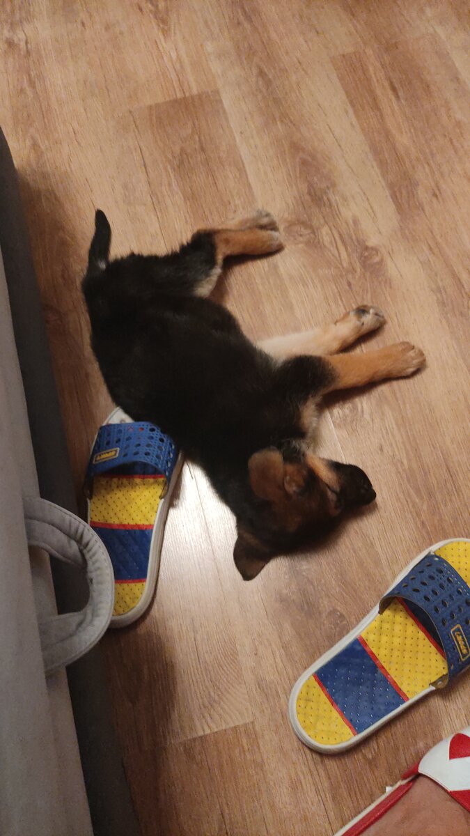 Первые дни дома. 