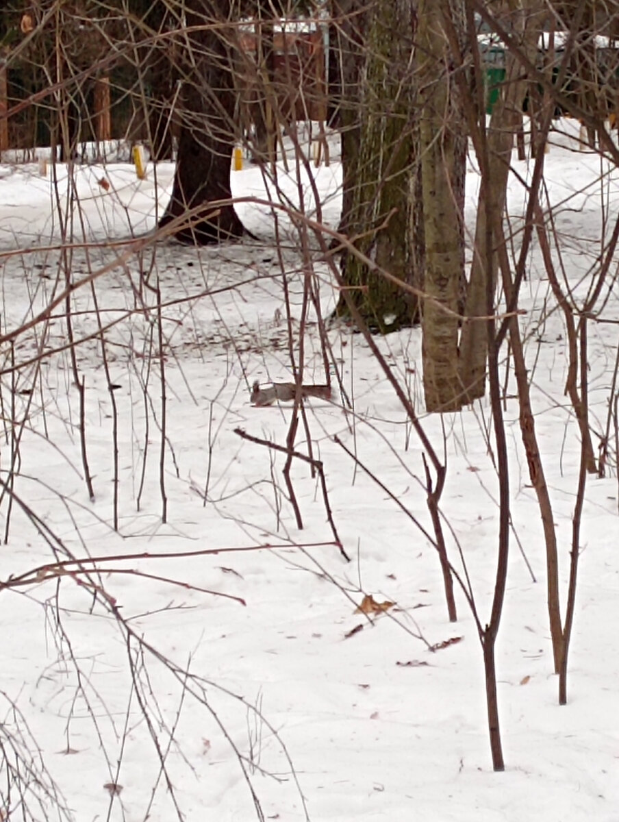 Пыталась вчера белочку сфотографировать