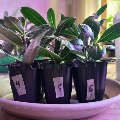 Это уже посаженные  6 штук верхушек в подготовленный грунт.