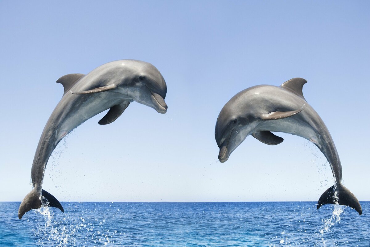 Несколько интересных фактов о дельфинах