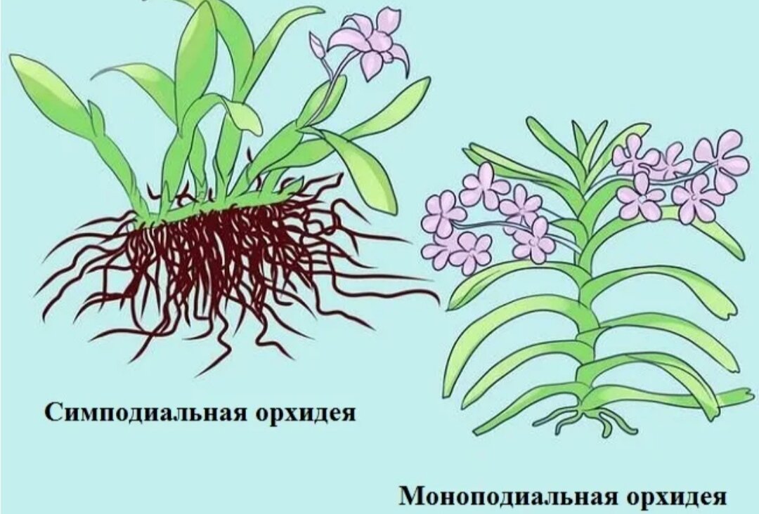 Тип питания орхидеи. Орхидея презентация. Подкормить орхидею в домашних. Тип питания орхидеи. Орхидея фенолепсис описание.