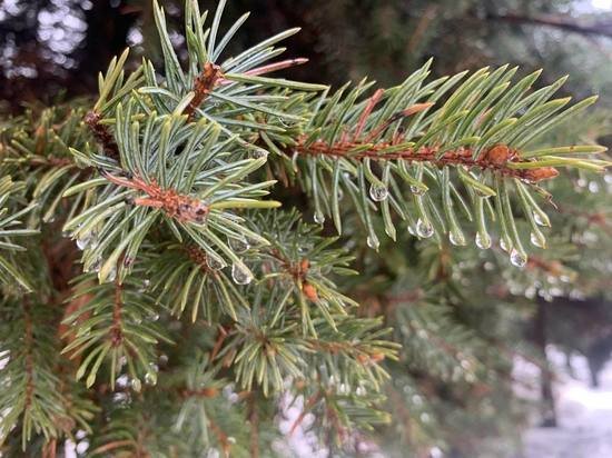     фото: МК в Туле. Лилия Апрятова.